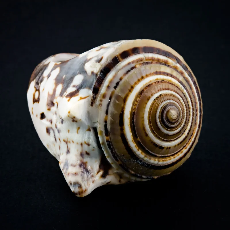 Huge Savings On Timeless Jewelry Collections Conch Shell Ring - Sand Spiral