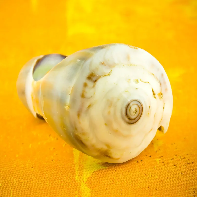 The Perfect Jewelry Piece At The Perfect Discount Seashell Ring - Original Conus