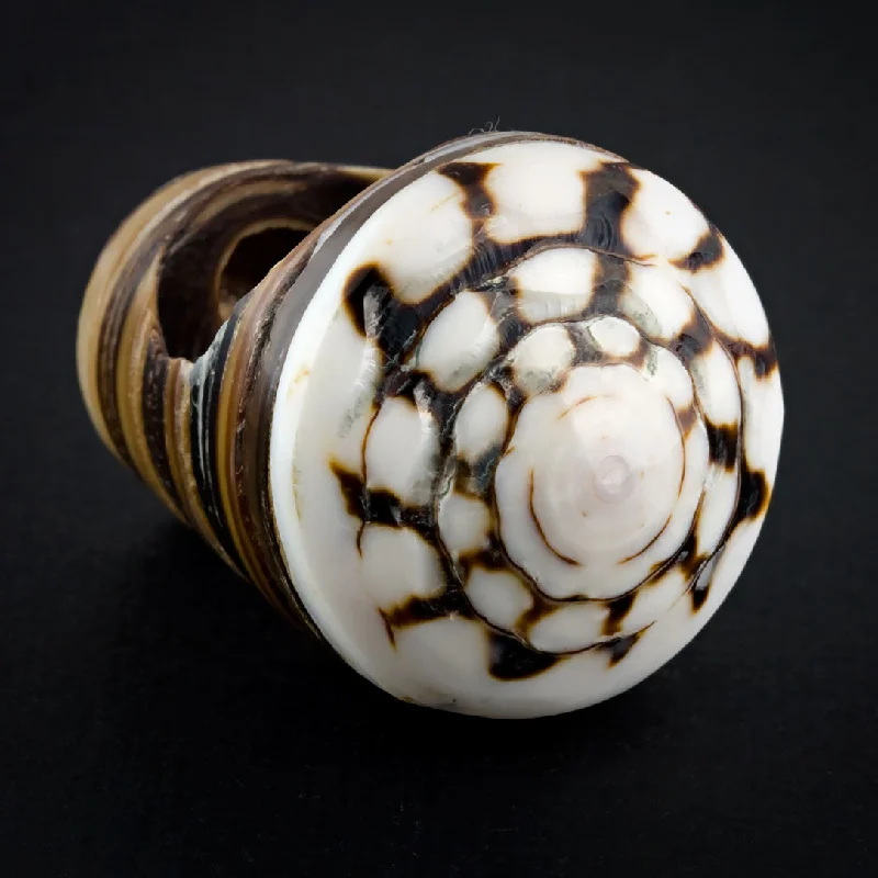 Jewelry Sale – Exclusive Styles At Lower Prices Sand Seashell Ring - Labyrinth Spiral Jewelry Sale – Exclusive Styles At Lower Prices Sand Seashell Ring - Labyrinth Spiral