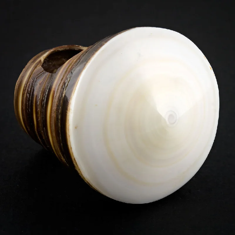 Luxury Jewelry Clearance – Shop Premium Styles Now Sand Seashell Ring - White Spiral Luxury Jewelry Clearance – Shop Premium Styles Now Sand Seashell Ring - White Spiral