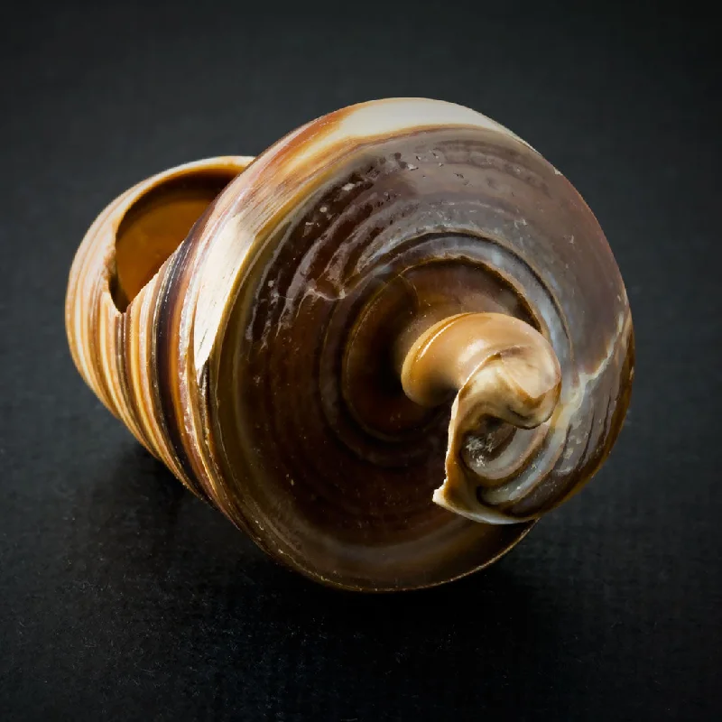 Unmissable Jewelry Clearance – Final Reductions Sand Spiral Seashell Ring