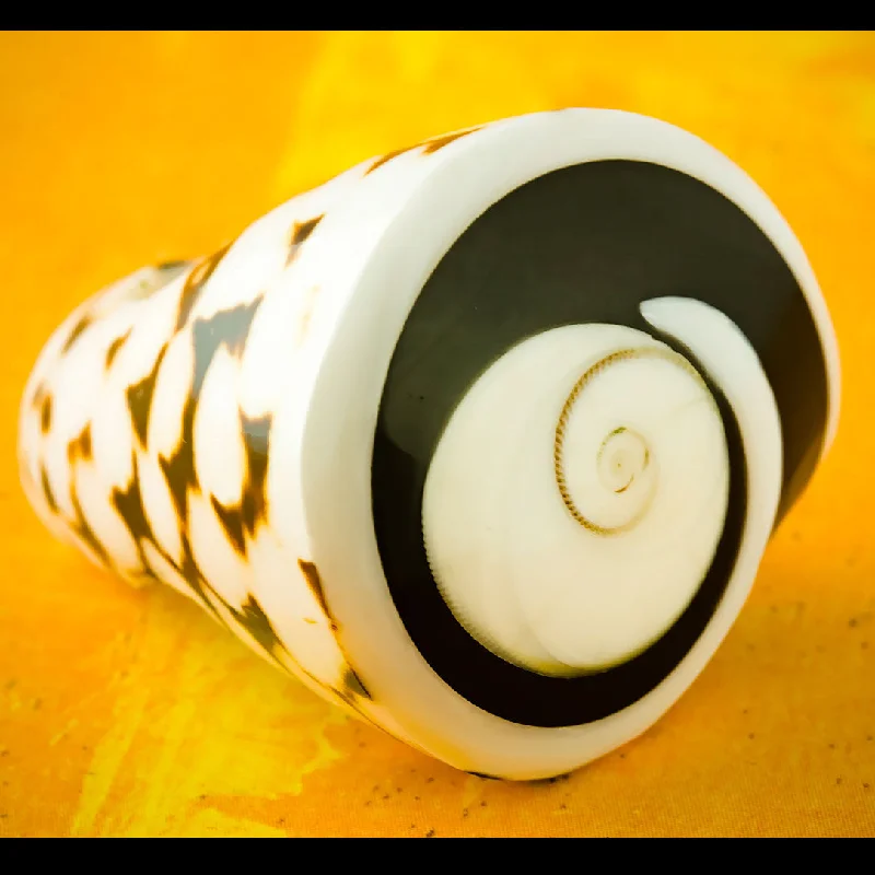 Get The Jewelry You Love At A Price You Love Spotted Seashell Ring - Shiva Eye