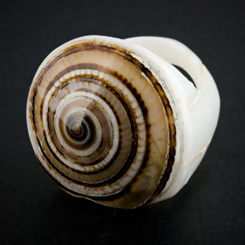 Limited-Stock Jewelry Sale – Shop Before It's Gone White Seashell Ring - Sand Spiral Limited-Stock Jewelry Sale – Shop Before It's Gone White Seashell Ring - Sand Spiral